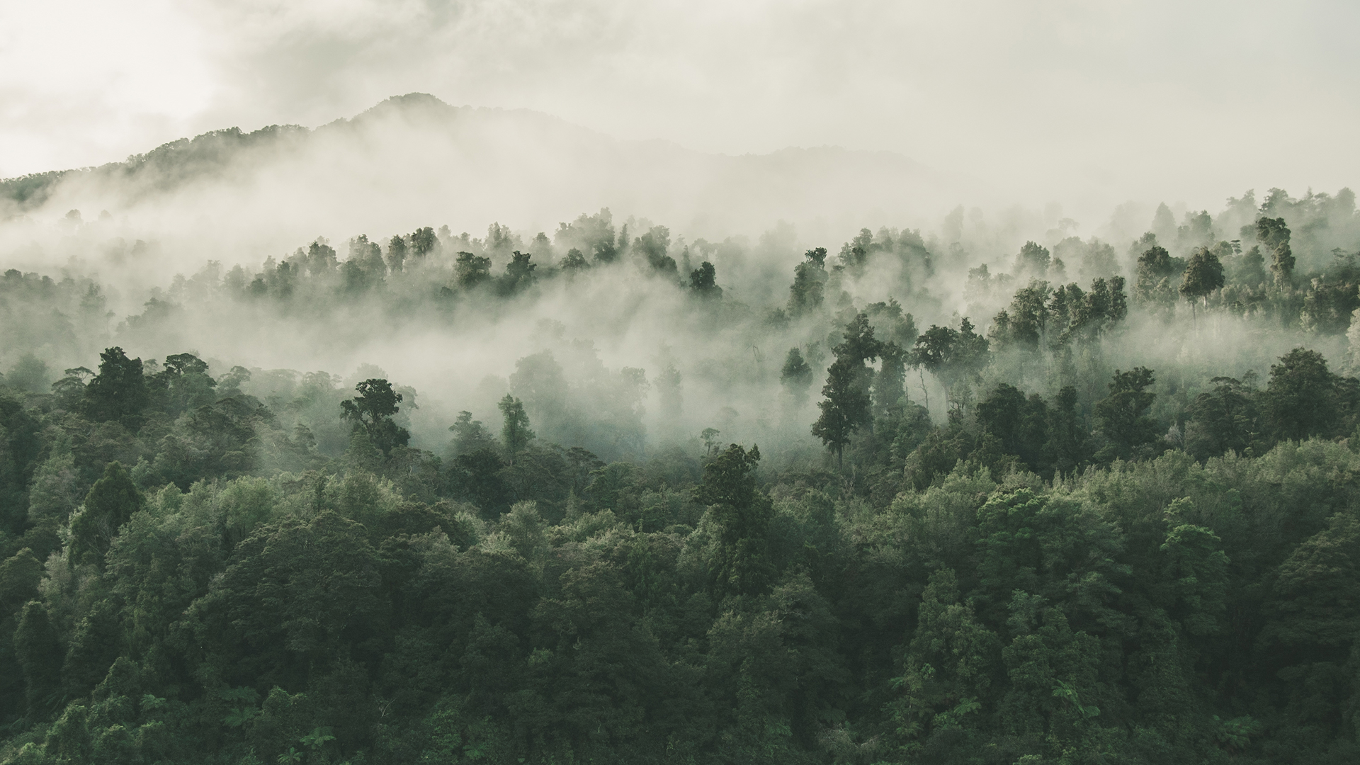 Forest img